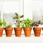 Window Sill Gardening