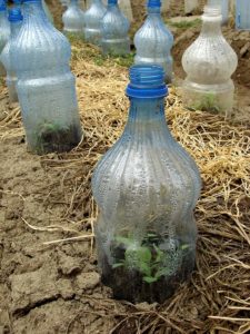 Cloche For Plants