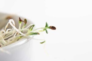 Sprouts alfalfa