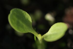 Lettuce seedling