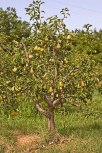 Pear tree fruiting