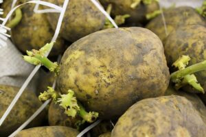 Potato seed