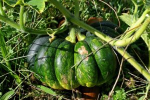 Pumpkin green