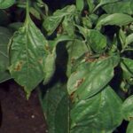 Bacterial Spot