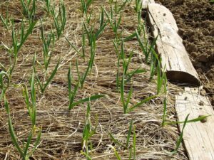 Garlic sprouts in mulch