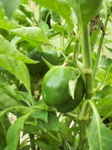 Bell Pepper Cultivation
