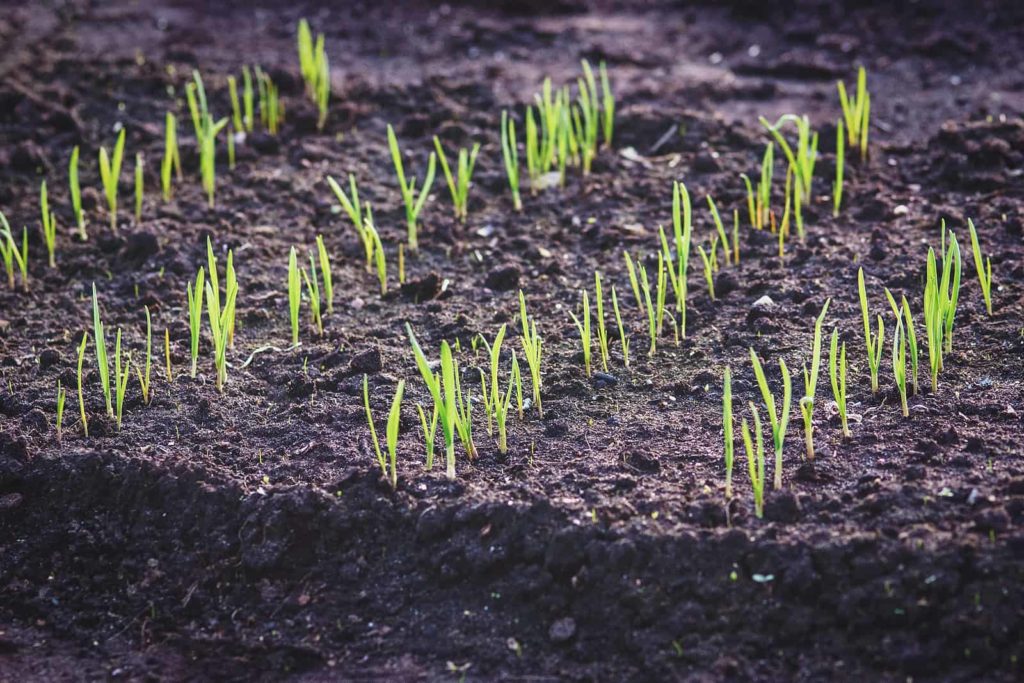 When To Plant Garlic Harvest To Desk Batang Tabon