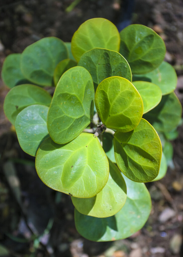 How To Grow Ficus Indoor Figs