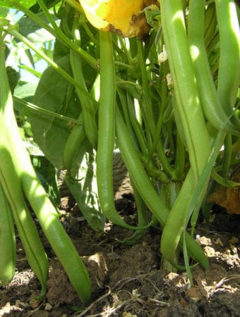 How To Grow Corn Salad (Mache)