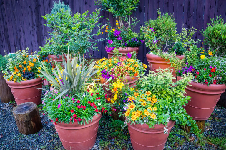 Annual flowers