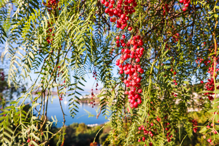Branches of Brazilian pepper (Schinus terebinthifolius)