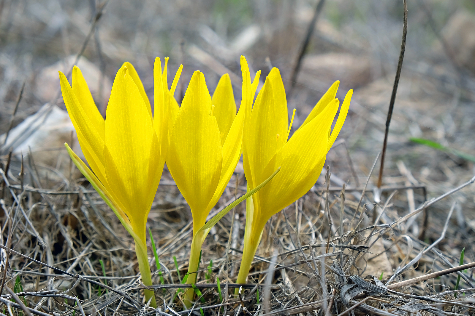 Sternbrergia autumn daffodil