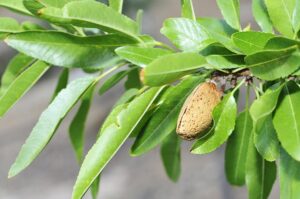 Almond on tree