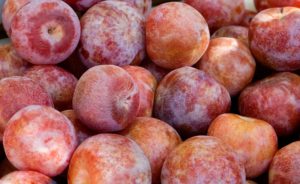 Pluots harvested