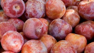 When are nectarines in season? – Fresh from the Sunbelt