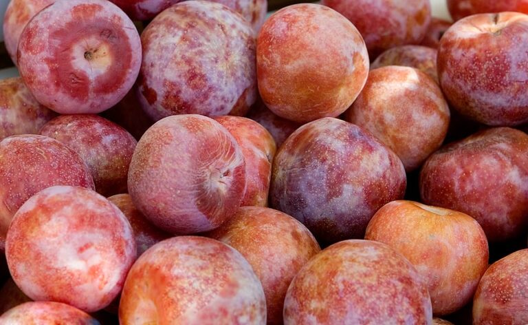 Pluots harvested1