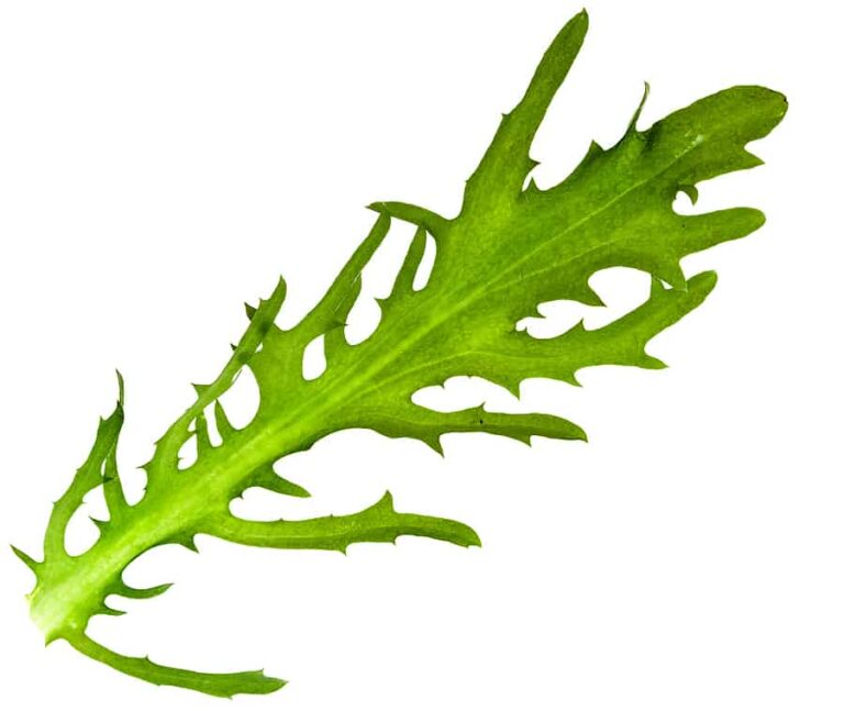 Endive frisee1