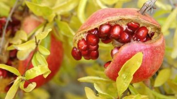 https://harvesttotable.com/wp-content/uploads/2006/11/Pomegranate1-364x205.jpg