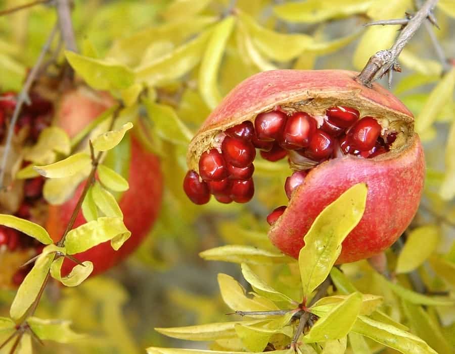 Pomegranate1