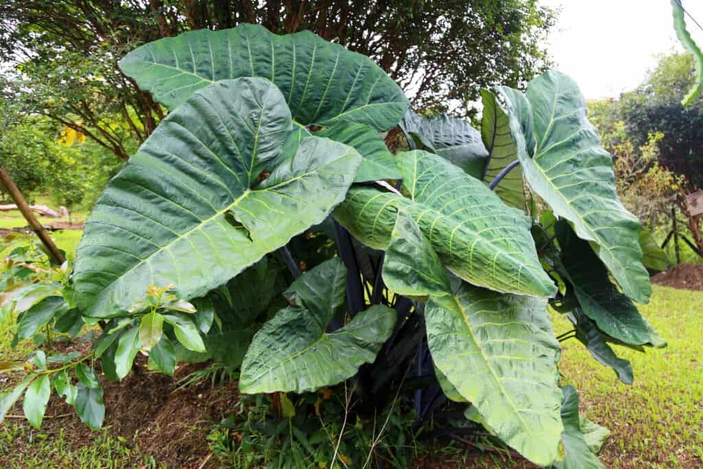 Colocasia--yam plant