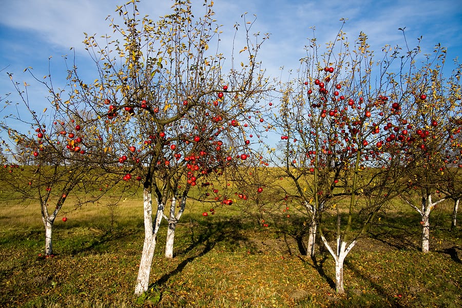 Winter Or Late Season Apple Varieties Harvest To Table