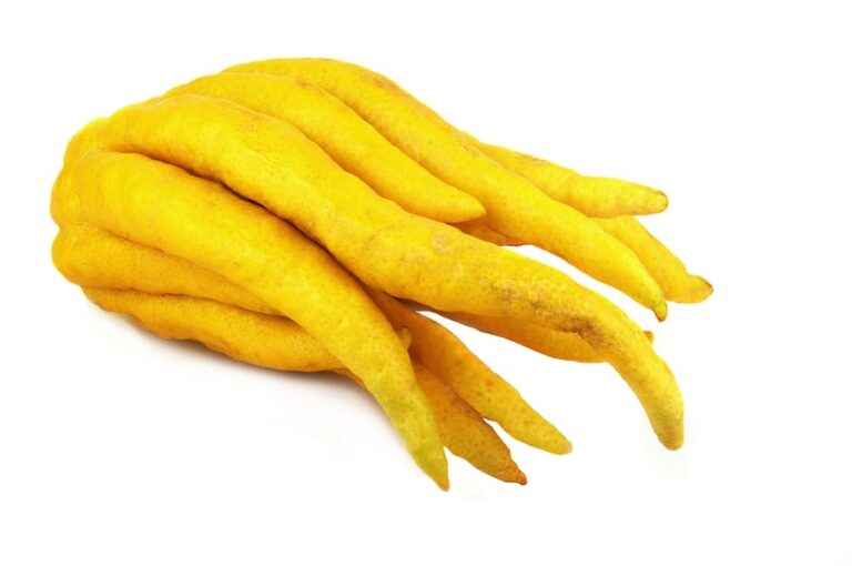 Buddhas hand on white2