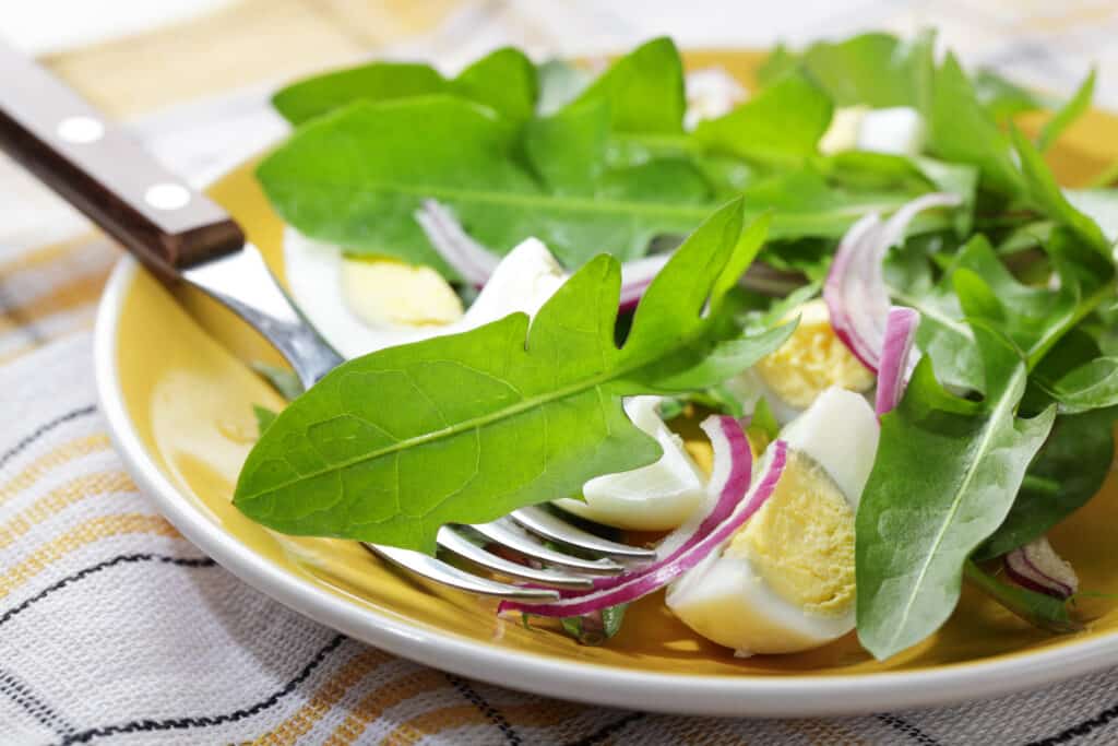 Dandelion salad