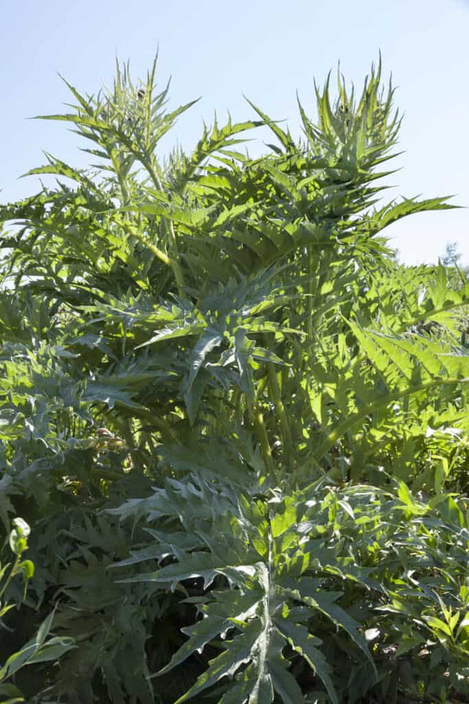 Cardoon plant