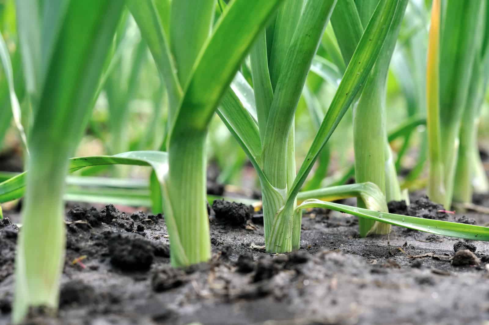 Leeks near harvest