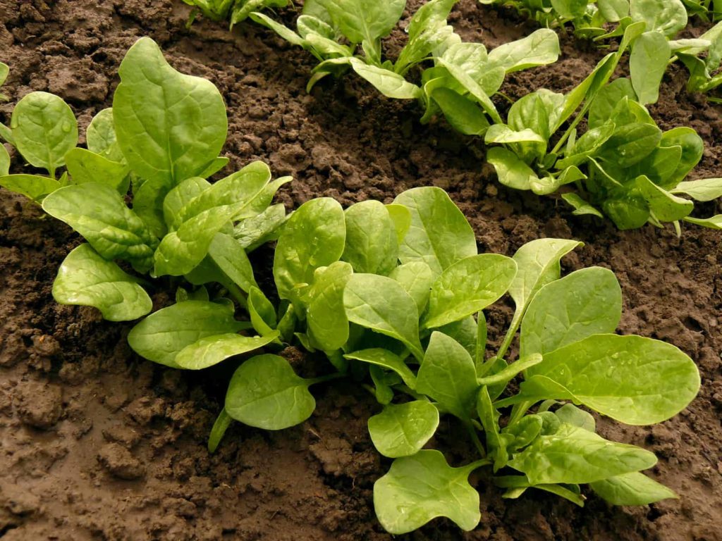 Spinach in garden