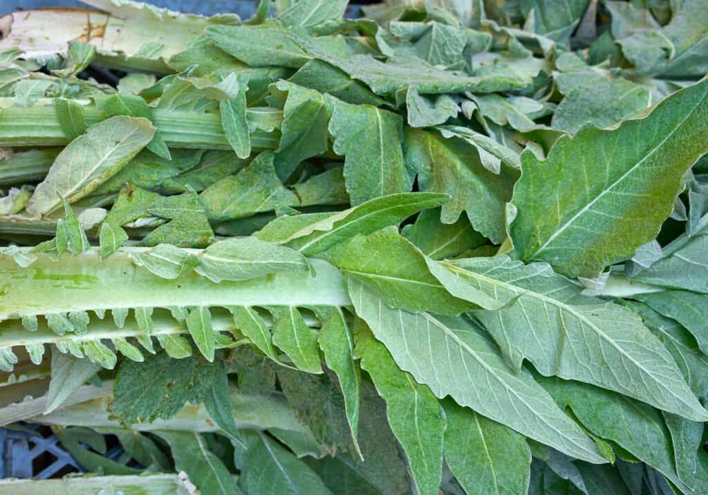 Cardoon stalks and leaves