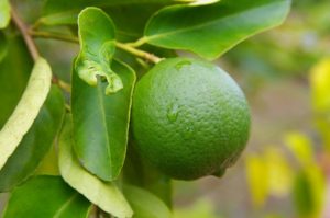 Lime on tree