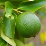 Lime on tree1