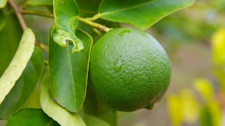 How to Grow Lime Trees in the Home Garden -- Harvest to Table