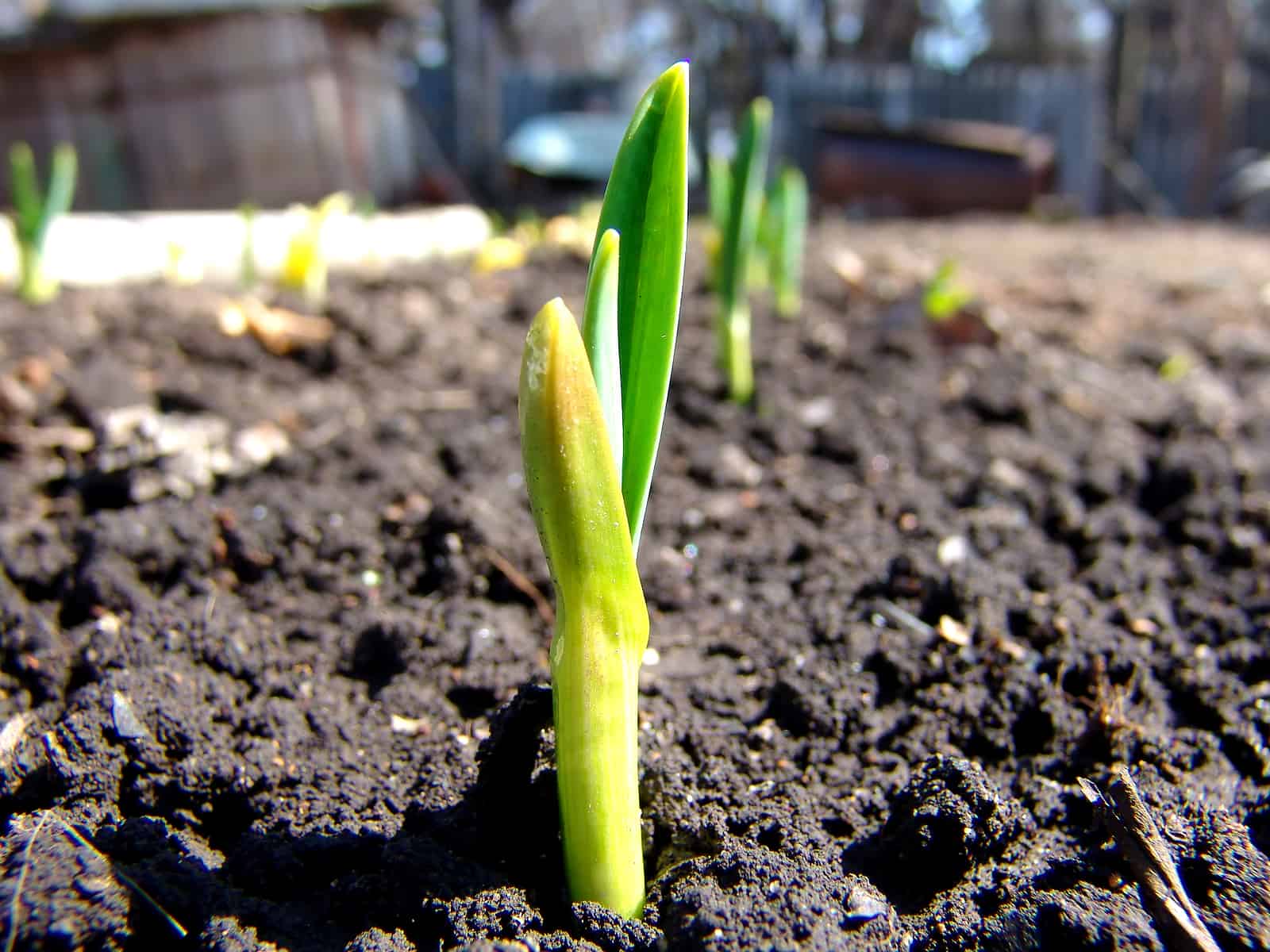Onion seedlings