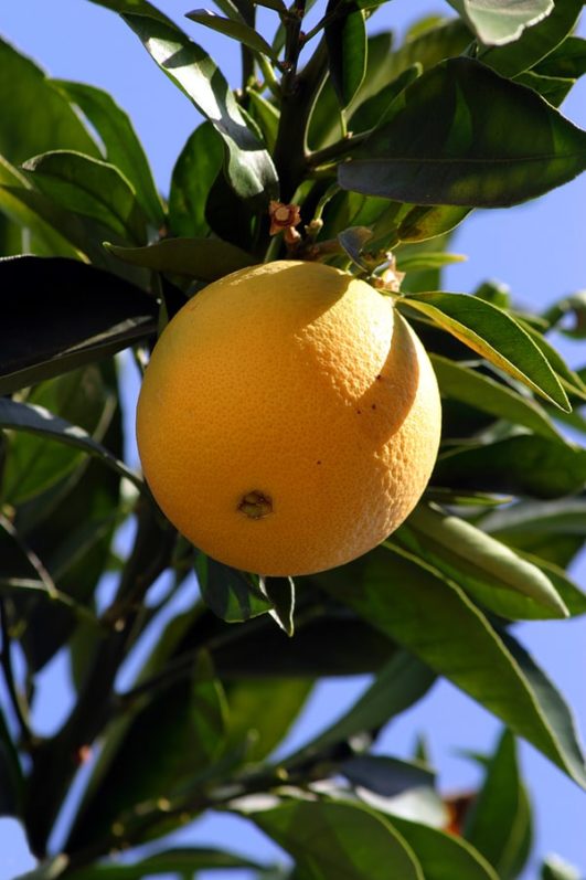 Navel Orange Varieties - Harvest to Table