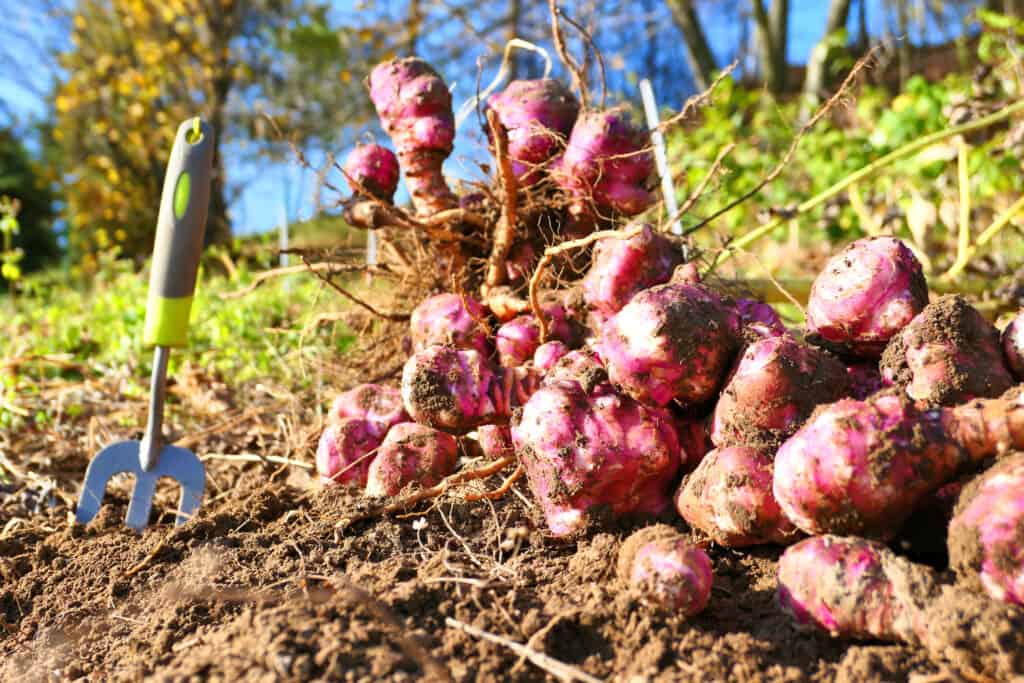 Sunchoke harvest in autumn