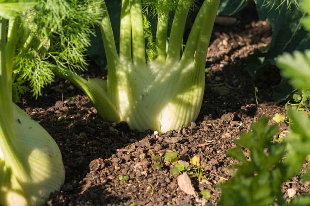 Florence fennel at harvest