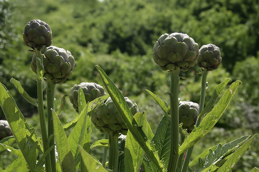 artichokes in field