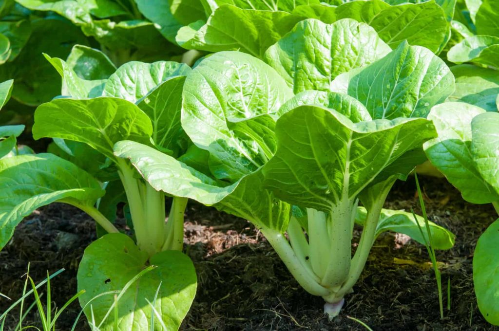 Bok choy near harvest