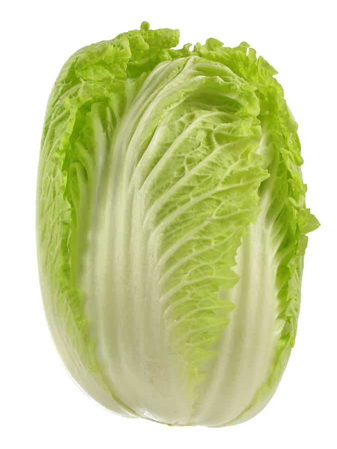 Cabbage Napa1