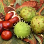 Chestnuts1