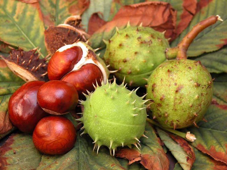 Chestnuts1