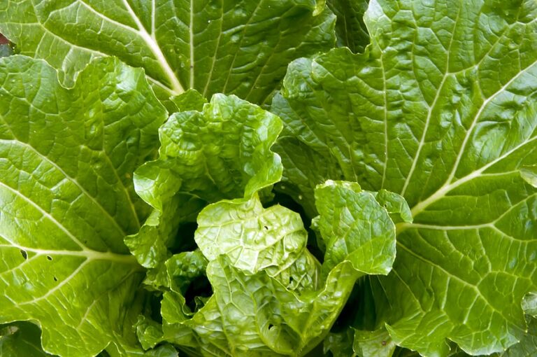 Chinese cabbage Pei Tsai1
