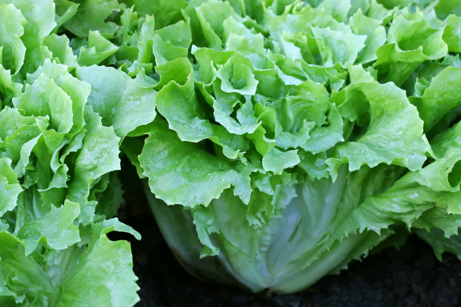 curly endive lettuce