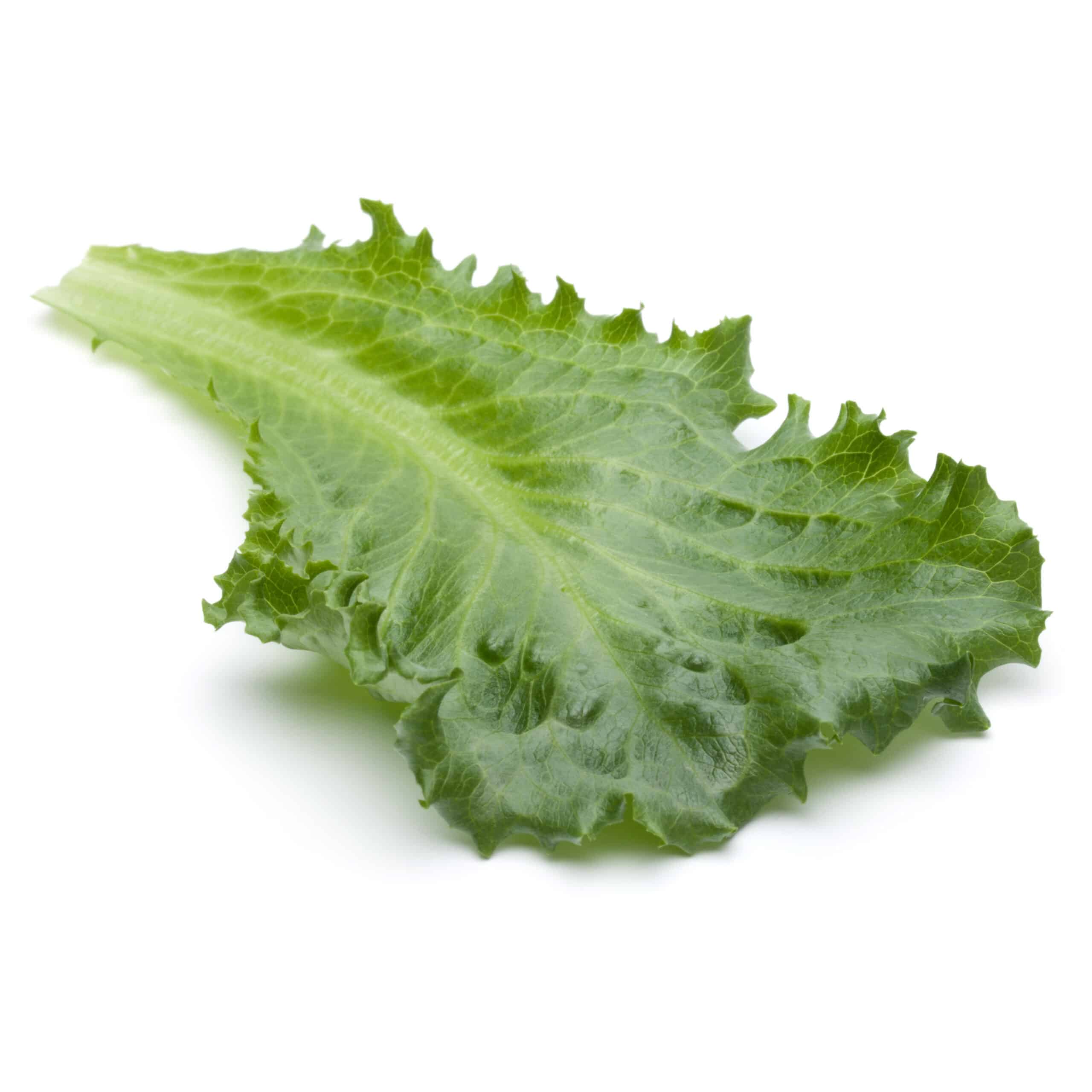 Broad leaf endive