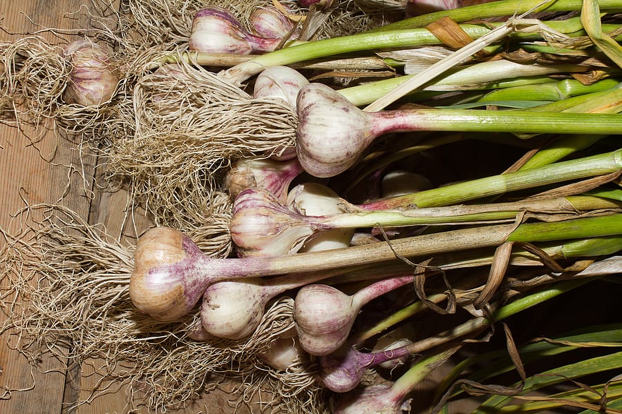 Harvested garlic