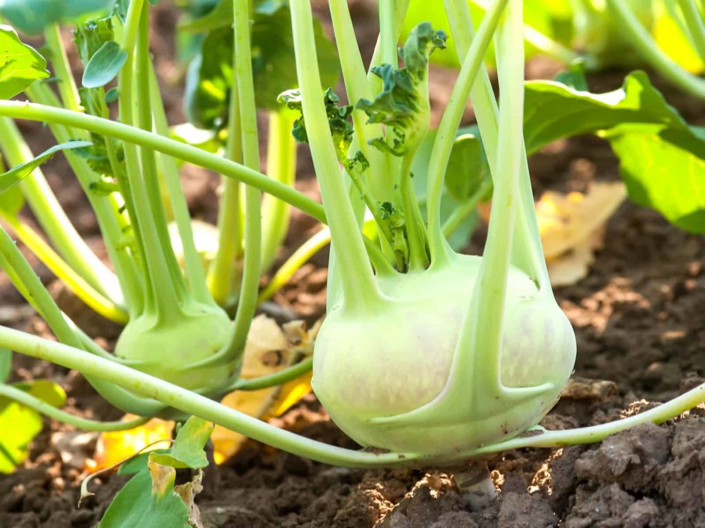 Kohlrabi in garden