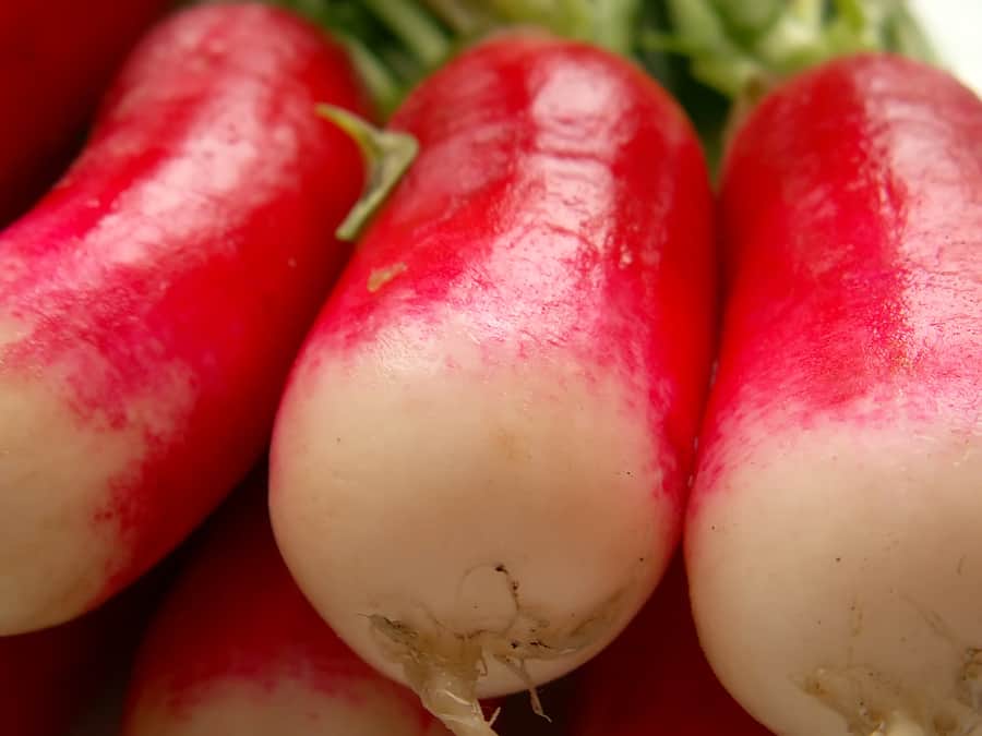 Radish