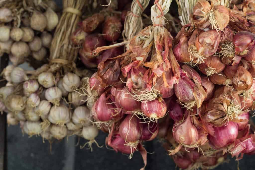 Shallots drying